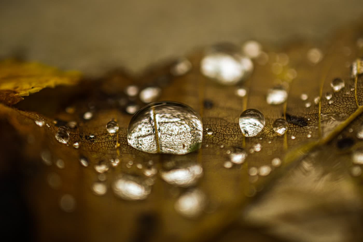 Water droplets sitting on a brown autumn leaf, each one catching gold light.