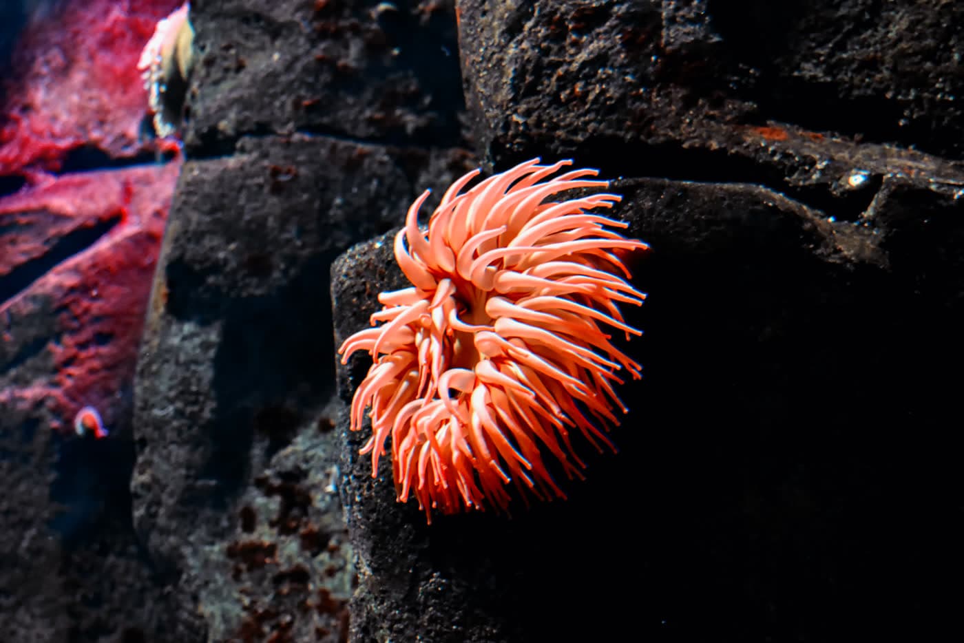 A bright orange sea anemone open on dark rock underwater.