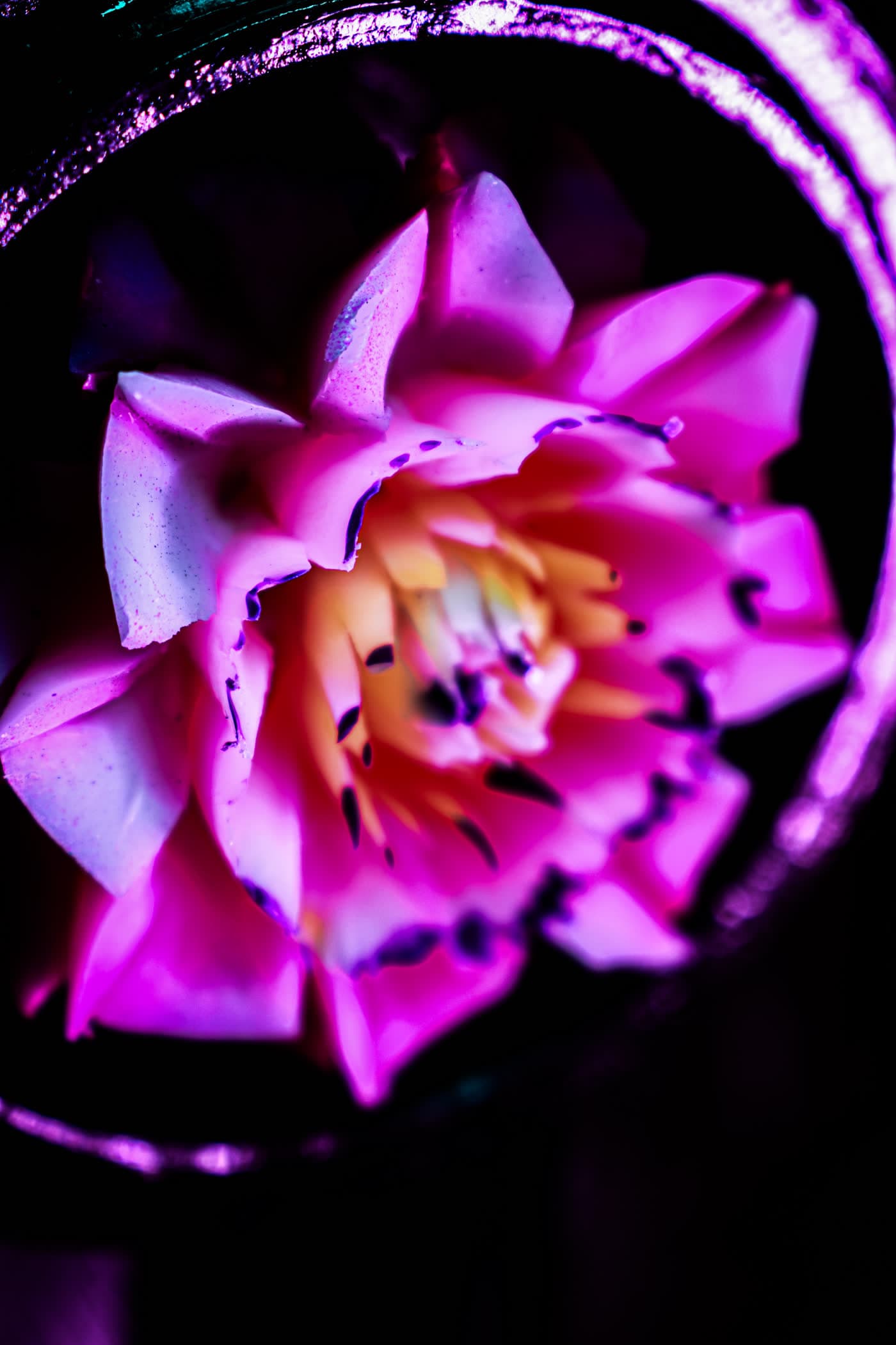 A pink water lily photographed close, glowing against near black.