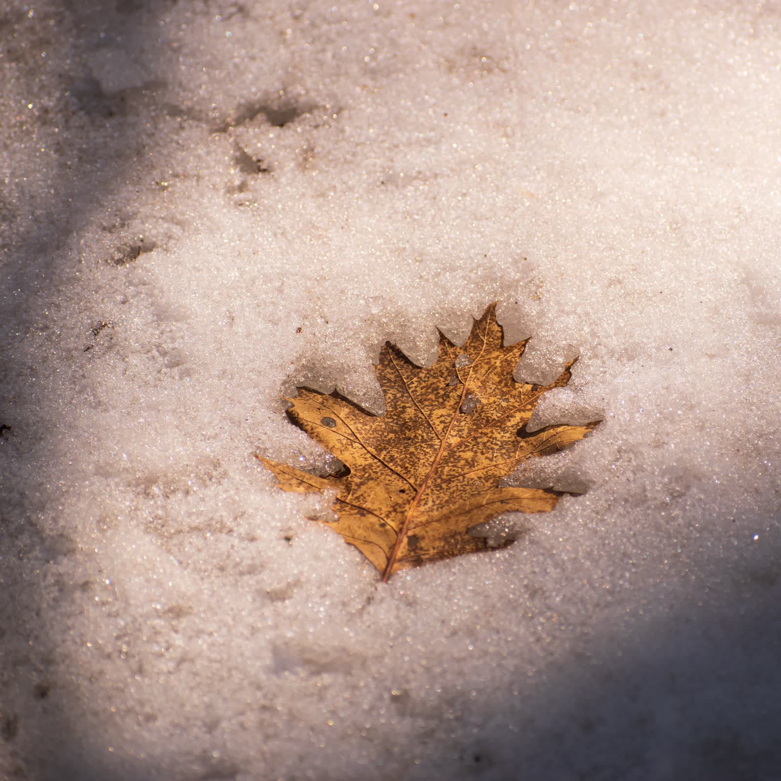 A single brown oak leaf lying on bright sunlit snow.
