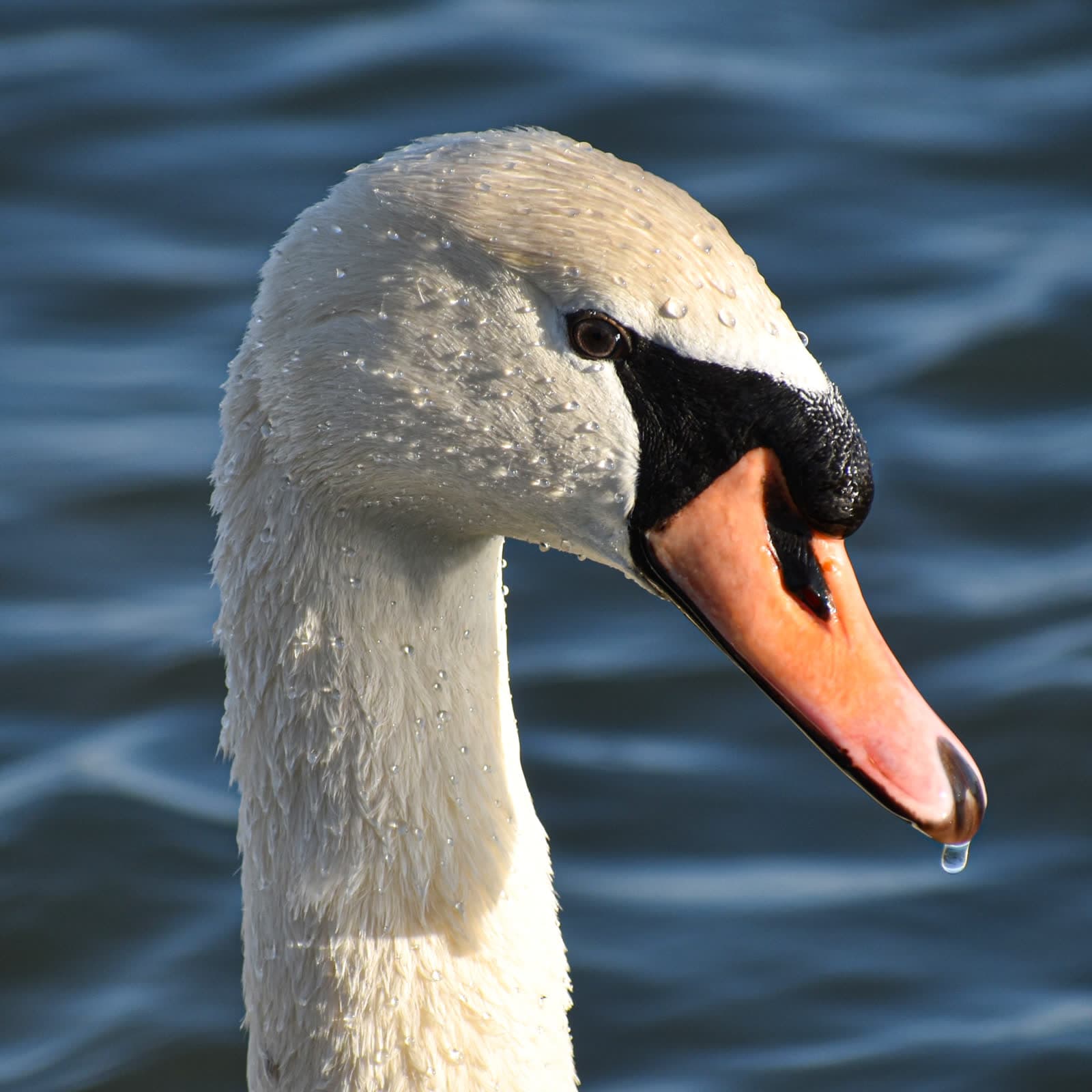 A mute swan in profile against dark water, a single drop hanging from the tip of its beak.