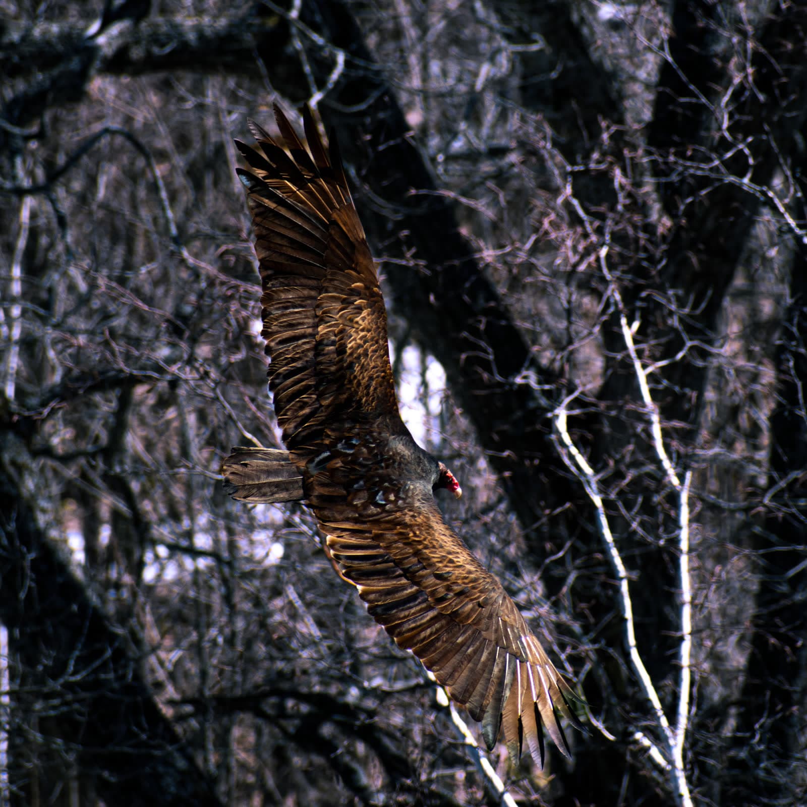 A turkey vulture gliding with wings fully spread in front of a tangle of bare winter branches.