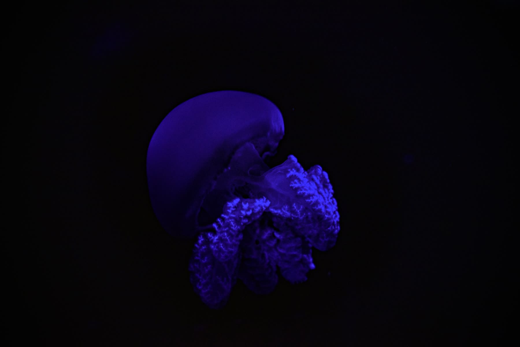 A jellyfish glowing violet and blue in almost complete darkness.