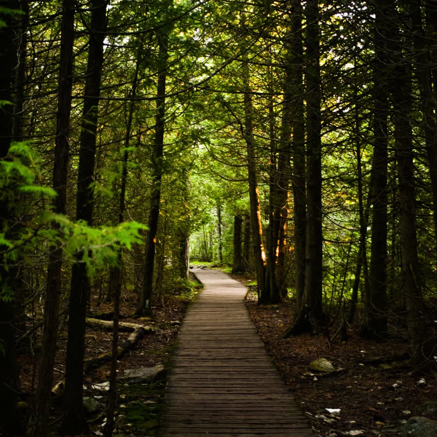 A boardwalk path curving away between tall trees.