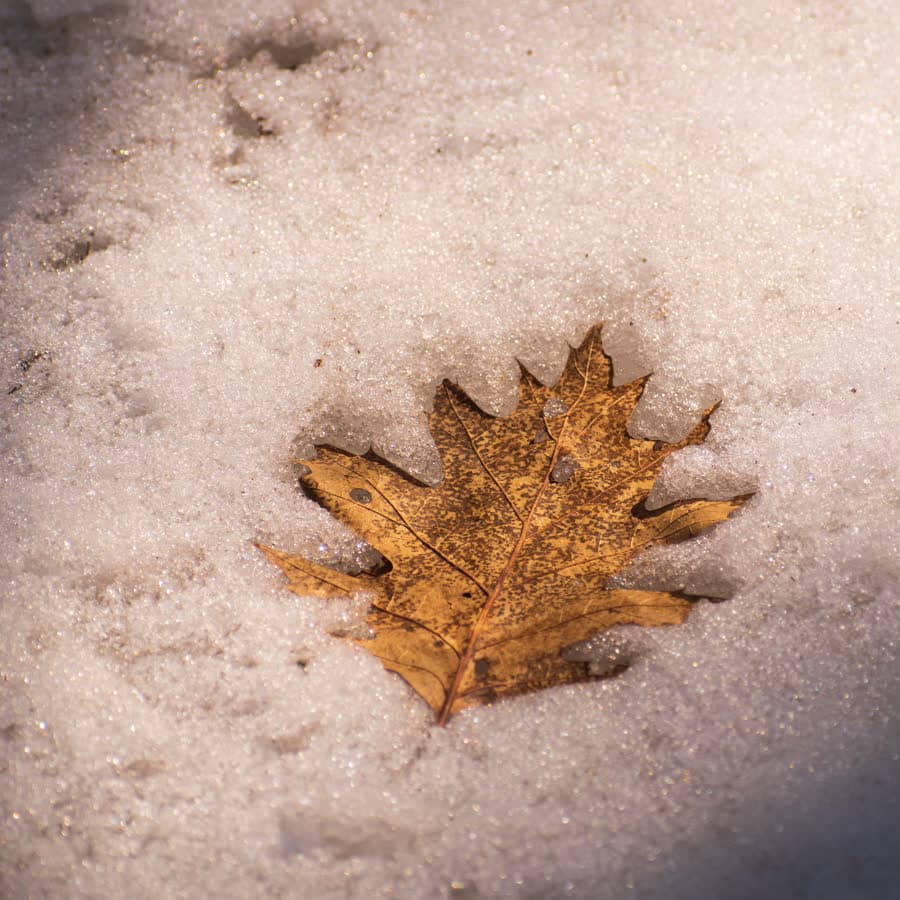 A single oak leaf resting on sunlit snow.