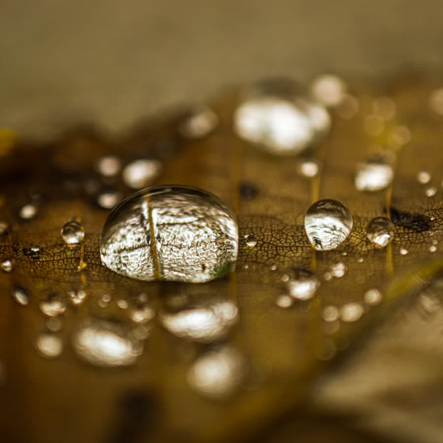 Water droplets on a leaf, each catching the light.